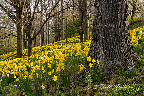 Lakeview Cemetery Daffodil Hill 2021 (2)