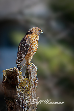 Red-shouldered Hawk - 2021 (3)