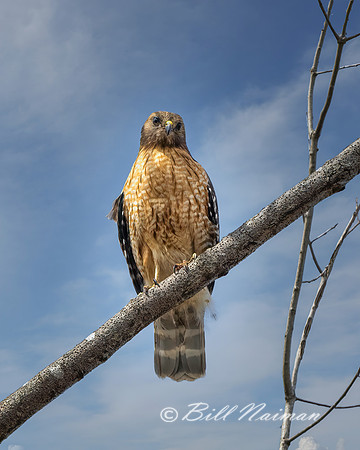 Red-shouldered Hawk - 2021 (2)