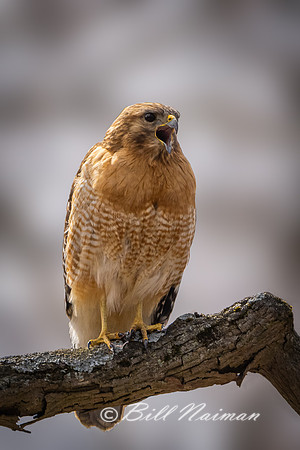 Red-shouldered Hawk - 2021 (1)