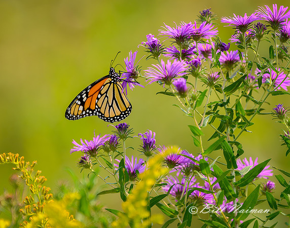 Monarch Butterfly with Asters