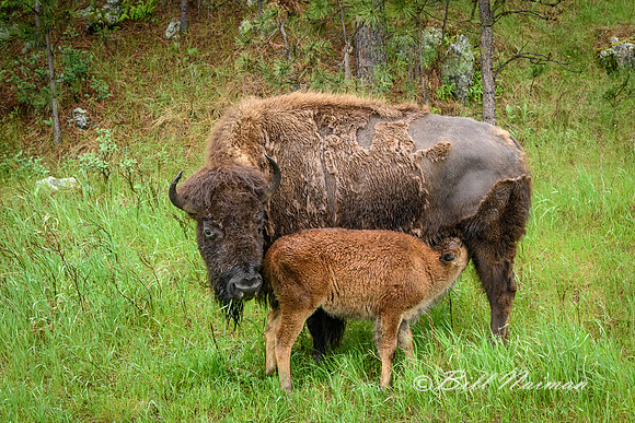 Custer State Park - Bison Cow and Calf