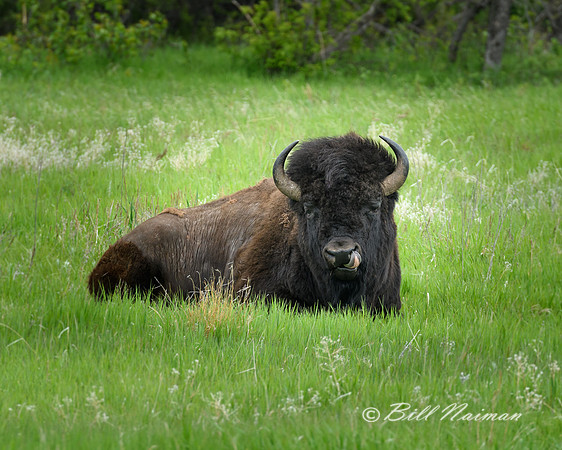 Custer State Park - Bison