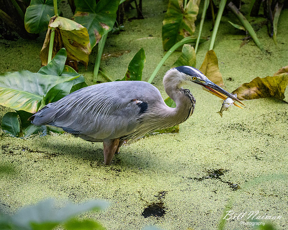 Blue Heron Snagging a Fish