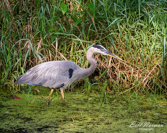 Blue Heron Stalking a Fish