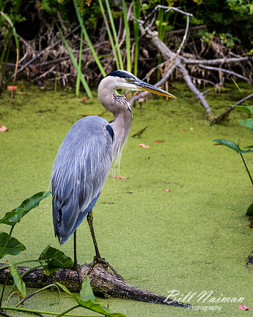 Blue Heron - Beaver Marsh