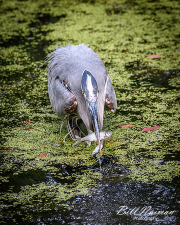 Blue Heron Snagging Two Fish