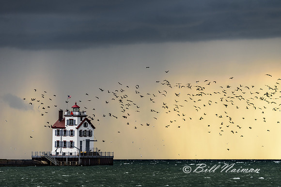 Lorain Lighthouse - Storm Approaching (3) - Lorain Lighthouse - Comorants