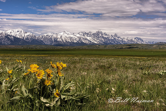 Grand Teton Landscape