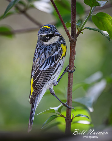 Yellow-rumped warbler 2024_05_01-2817