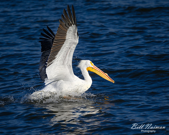 Pelican Landing Mississippi River-2025_01_09-7148
