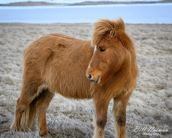 Icelandic Horses-2025_03_19-9656