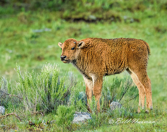 Bison Calf (2)