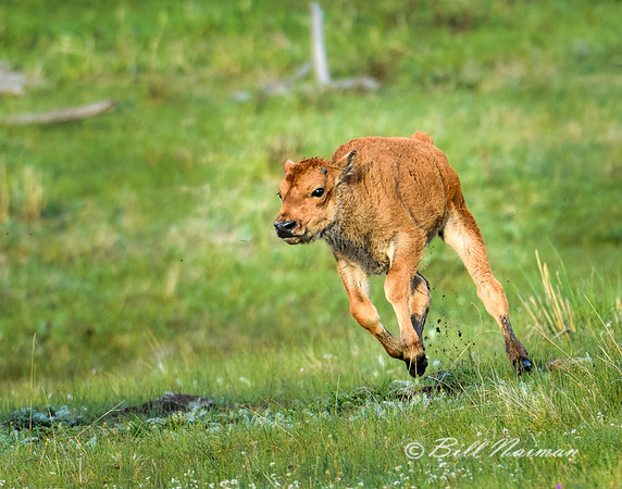 Bison Calf (1)