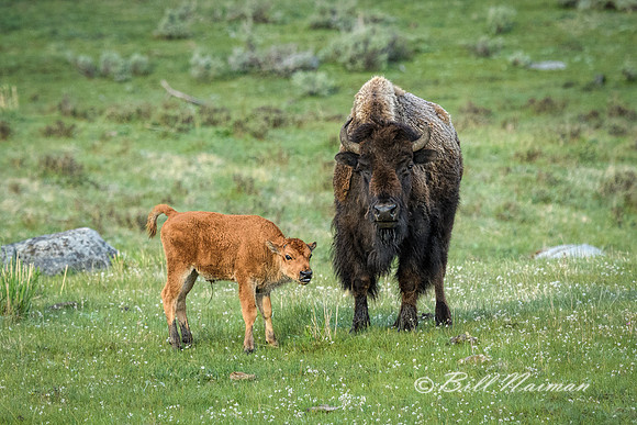 Bison Calf with Mother