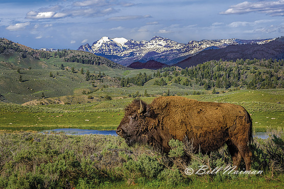 Bison in Lamar Valley (1)