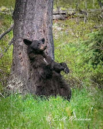 Black Bear Cub