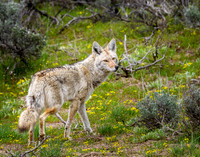 Coyote
