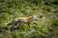 Fox