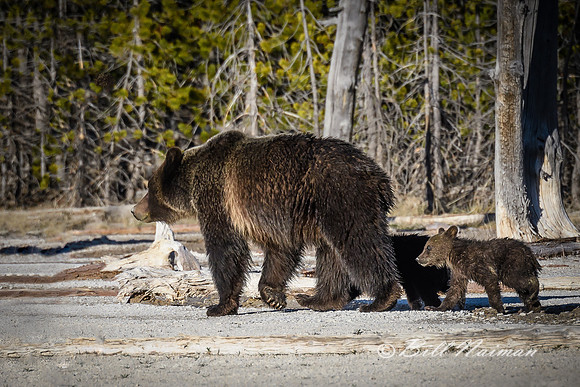 Grizzly Brea Sow with Cubs