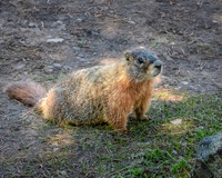 Marmot (1)