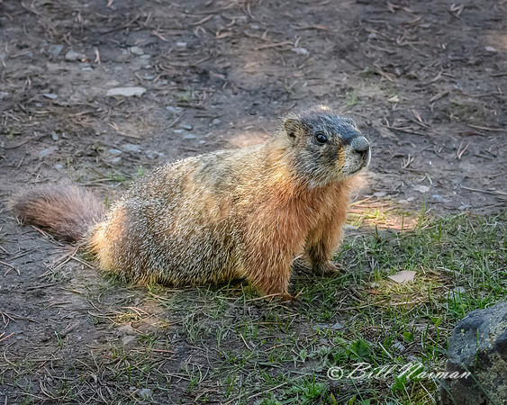 Marmot (1)