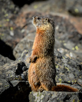 Marmot (2)