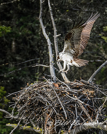 Osprey Brings Branch to Nest