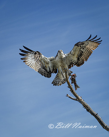 Osprey with Fish (1)