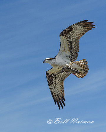 Osprey with Fish (3)