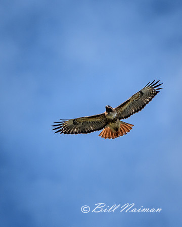 Red Tail Hawk (1)