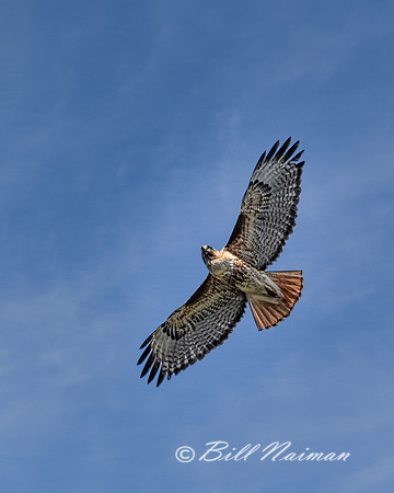 Red Tail Hawk (2)