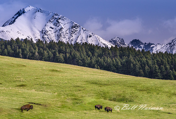 Bison Graze Along Spanish Creek Rd