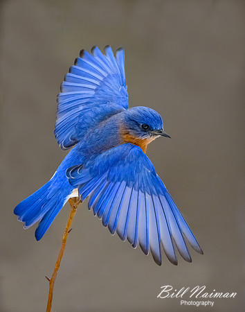 Blue Bird Take Off