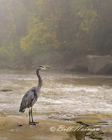 Blue Heron (4) - David Fortier Park