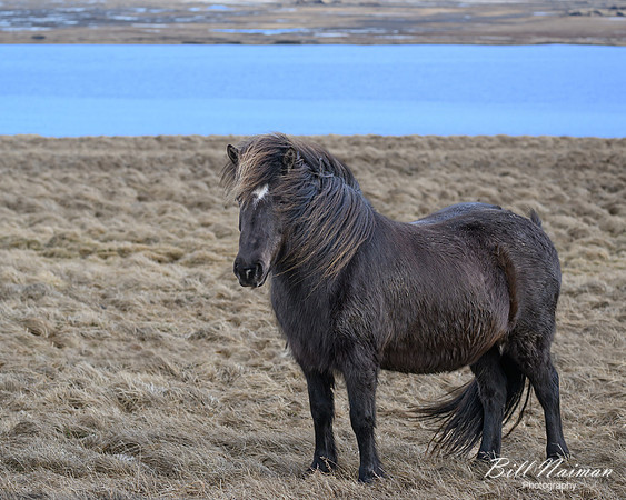 Icelandic Horses-2025_03_19-9650