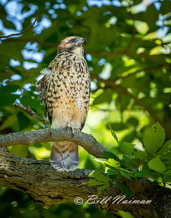 Red-Shouldered Juvenile (5) - 2021