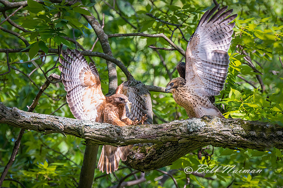Red-SHouldered Adult Brings Food to Fledgling