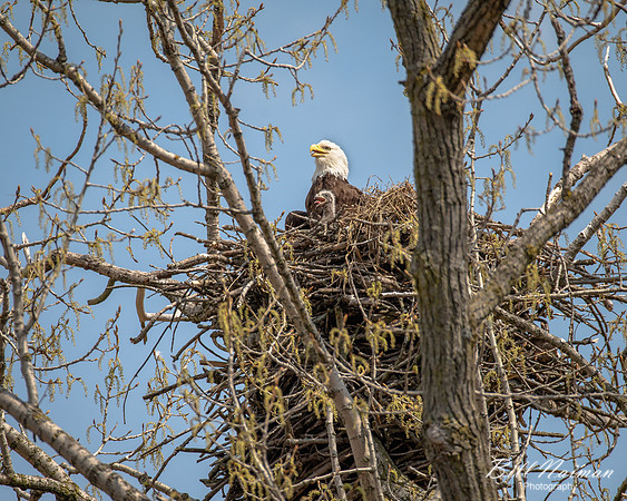 Eagle Nest with Eglet - 2021