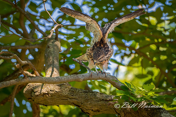Red-Shouldered Juvenile (1) - 2021