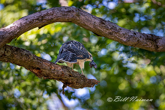 Red-Shouldered Juvenile with Prey - 2021