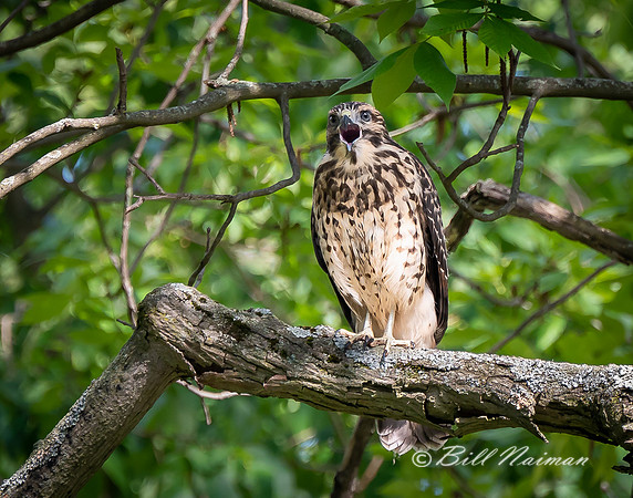 Red-Shouldered Juvenile (6) - 2021