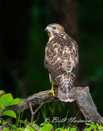 Red-Shouldered Juvenile (4) - 2021