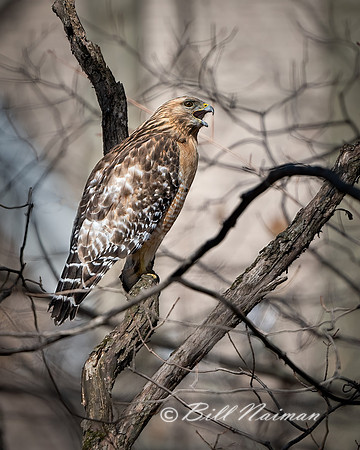 Red-Shouldered Young Adult (7) - 2021
