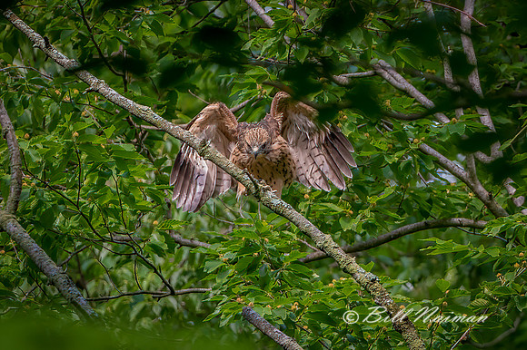 Red-Shouldered Juvenile Landing- 2021