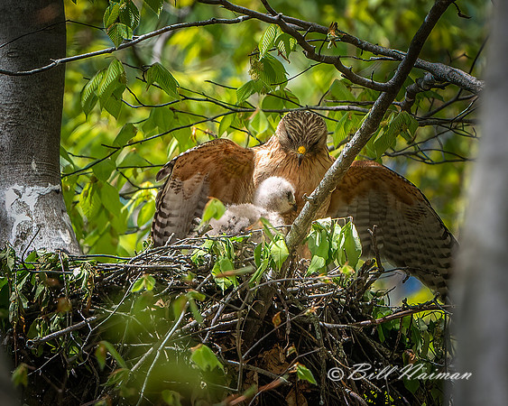 Red-Shouldered Hawks Nest (4) - 2021