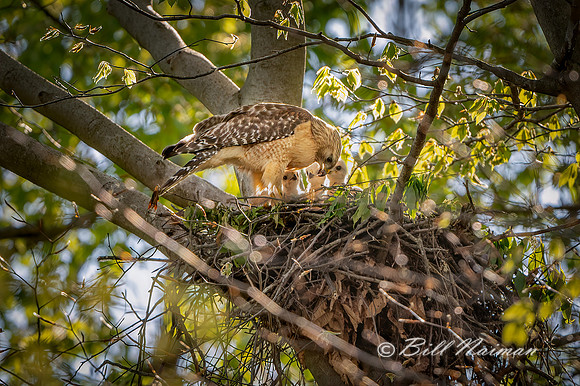 Red-Shouldered Hawks Nest (3) - 2021
