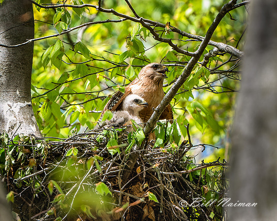 Red-Shouldered Hawks Nest (5) - 2021