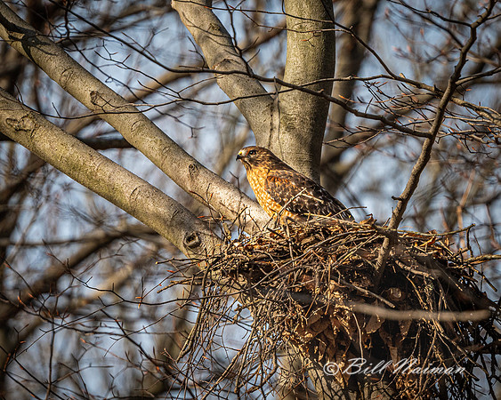 Red-Shouldered Hawks Nest (1) - 2021