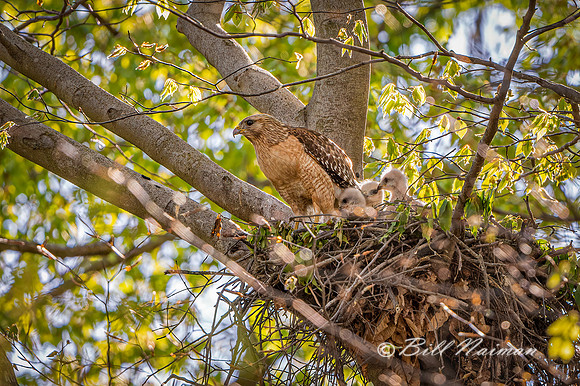Red-Shouldered Hawks Nest (2) - 2021